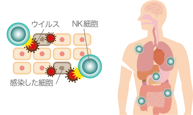 NK細胞