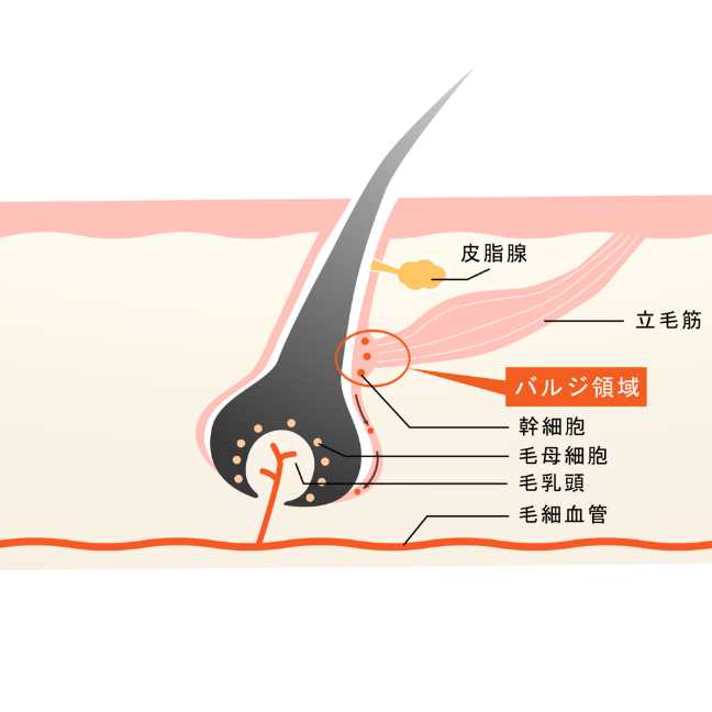 「バルジ領域」と「毛根幹細胞」とは？